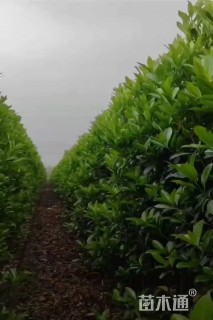 高度210厘米法国冬青