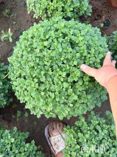 高度30厘米千头菊