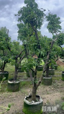 高度170厘米黄皮