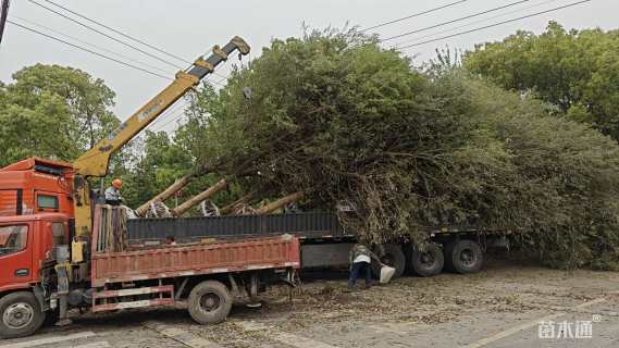 19公分弗吉尼亚栎