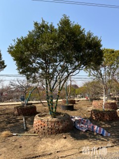 高度350厘米黄杨