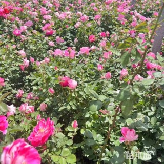 高度50厘米仙境月季