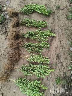 高度33厘米豆瓣黄杨