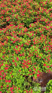 高度20厘米虎刺梅