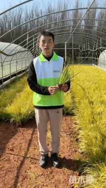 高度25厘米金线菖蒲