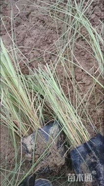 高度80厘米晨光芒