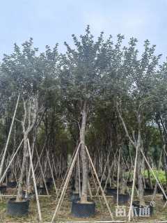 10公分黄花风铃木