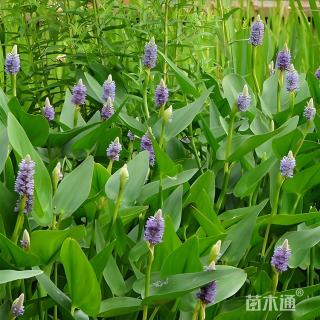 高度30厘米梭鱼草