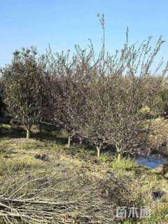 20公分垂丝海棠