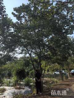 15公分丛生朴树