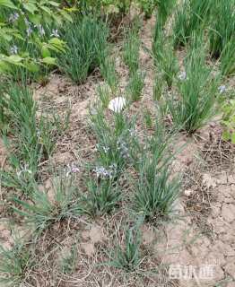 高度30厘米马莲