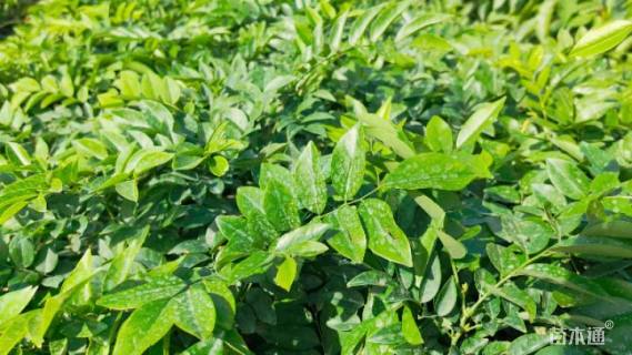 0.3公分海南黄花梨