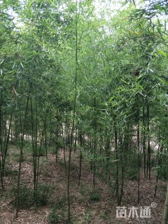雷竹