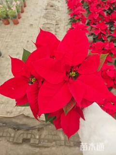 高度25厘米一品红