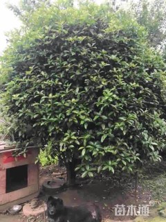 12公分小叶金桂