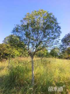 12公分高杆桂花