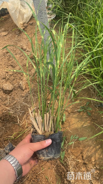 高度30厘米花叶芒