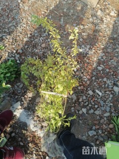 50厘米花叶假连翘