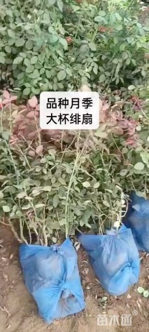 高度50厘米品种月季