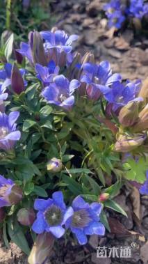 高度25厘米龙胆花