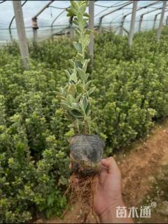 高度25厘米金边黄杨