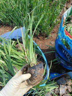 高度25厘米水生鸢尾