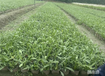 高度20厘米金鸡菊