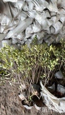 高度40厘米栀子花