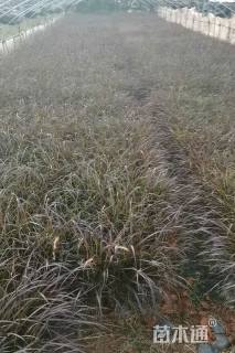 高度35厘米紫叶狼尾草