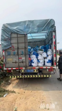 高度50厘米果汁阳台月季