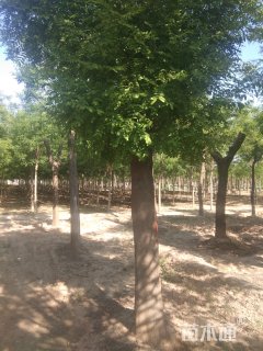 25公分国槐
