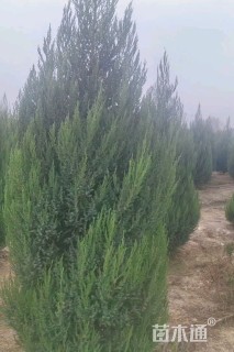 高度2500厘米桧柏