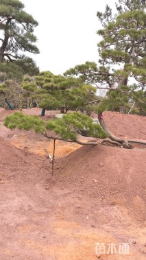 高度330厘米别墅松