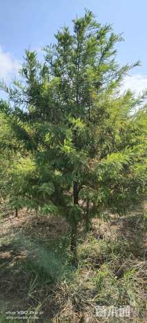 3公分墨西哥落羽杉