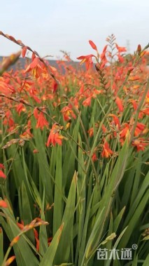 高度30厘米火星花