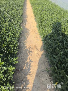 高度20厘米小叶栀子