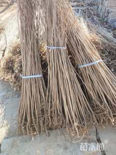 高度120厘米紫荆