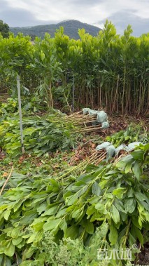 0.5公分马占相思