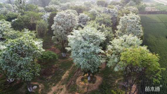 高度1000厘米丛生流苏