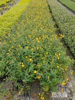 高度30厘米金丝桃