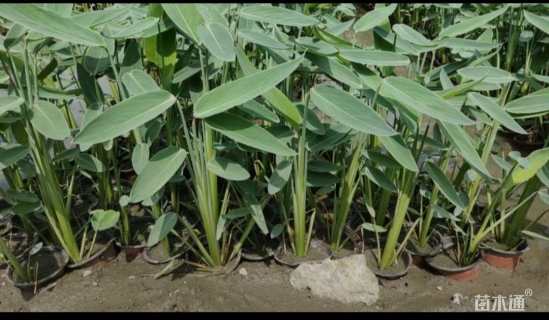 高度48厘米再力花