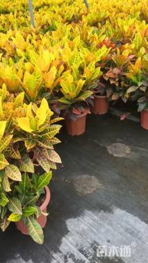 高度50厘米彩霞变叶木