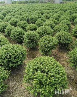 冠幅70厘米龟甲冬青球