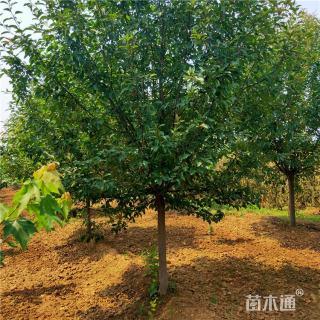 30公分八棱海棠