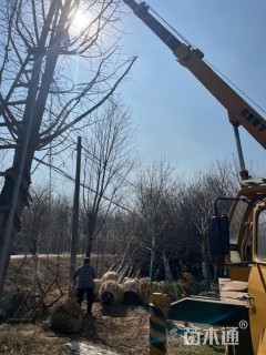 15公分美国红枫