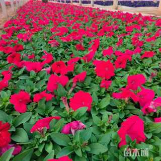 高度12厘米牵牛花