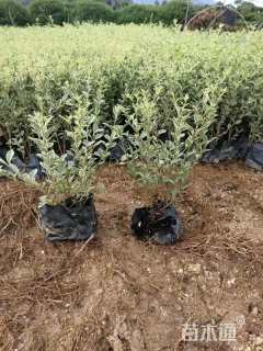 高度40厘米银姬小蜡