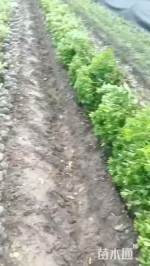 高度55厘米海桐