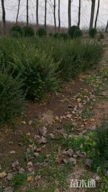 冠幅70厘米小叶女贞球