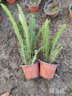 高度25厘米肾蕨